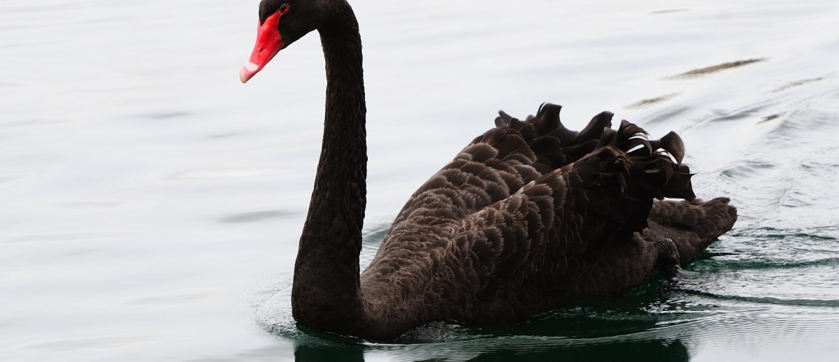 Cisne negro