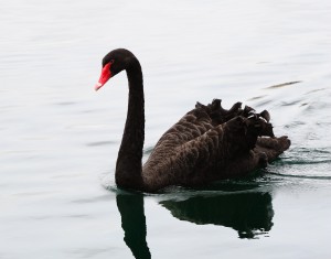 Cisne negro