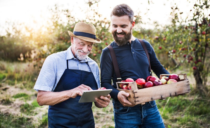 A senior man and adult son with a tablet standing in apple orchard in autumn.